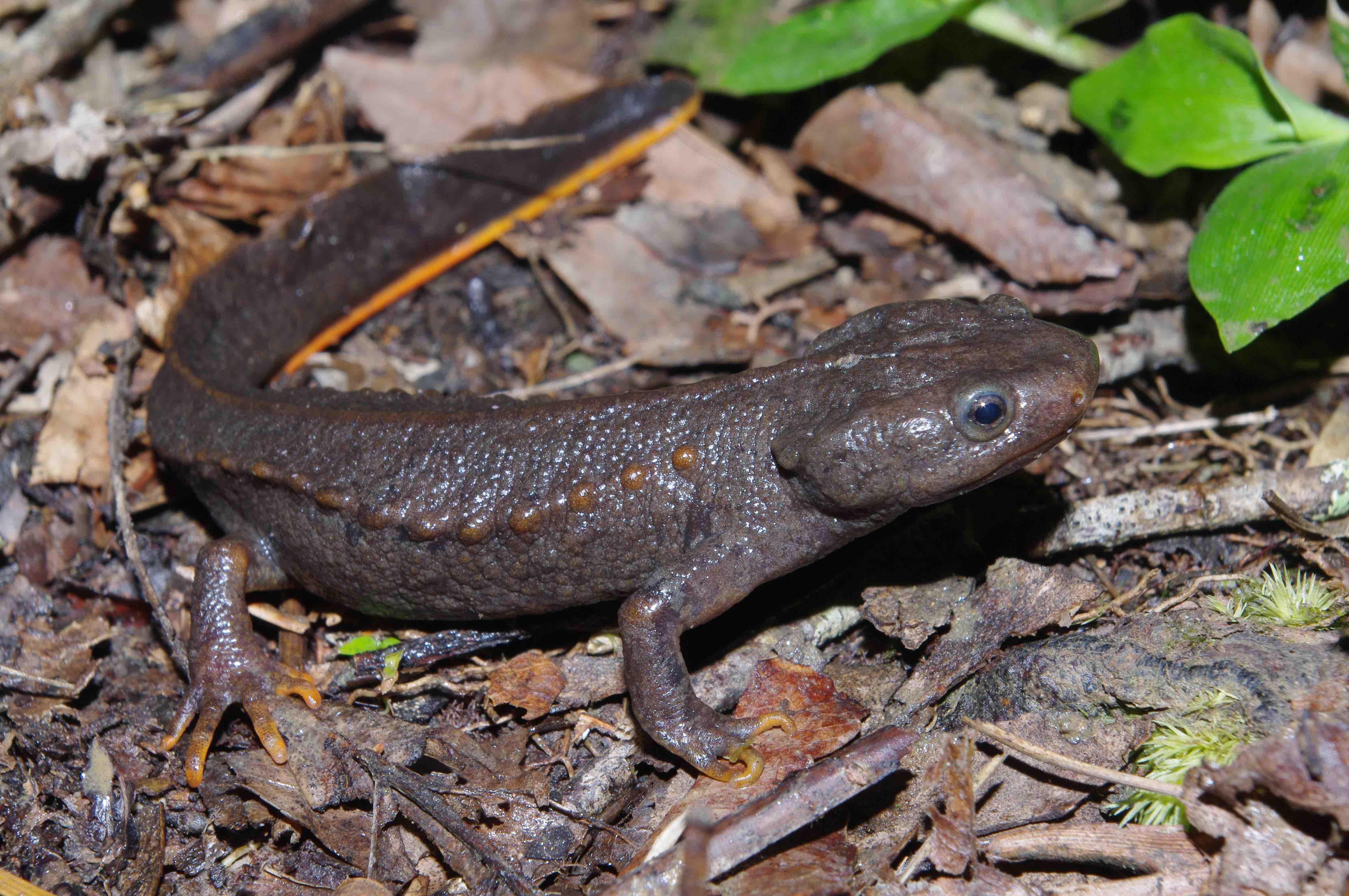 Do Vietnamese host-adapted fungal strains threaten the global salamander diversity?