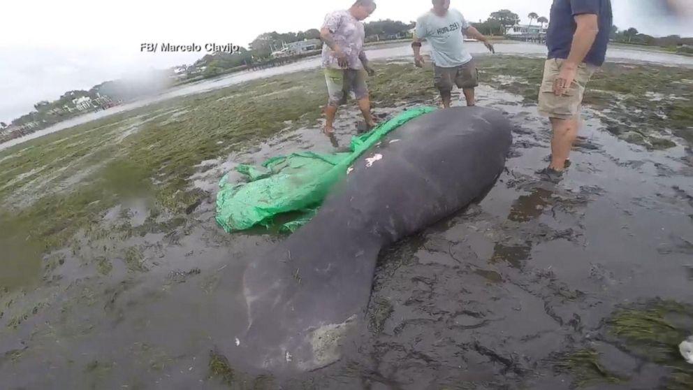 2 manatees rescued after Irma drains Florida bay